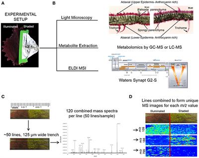 Light-Dependent Changes in the Spatial Localization of Metabolites in Solenostemon scutellarioides (Coleus Henna) Visualized by Matrix-Free Atmospheric Pressure Electrospray Laser Desorption Ionization Mass Spectrometry Imaging